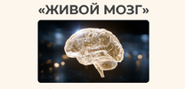 [Тариф 1] [nutriciolog_zhukova] [Валентина Жукова, Песня Самира] Живой мозг (2026).png